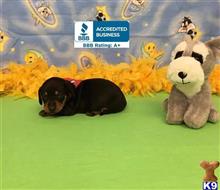 dachshund puppy posted by little paws kennel